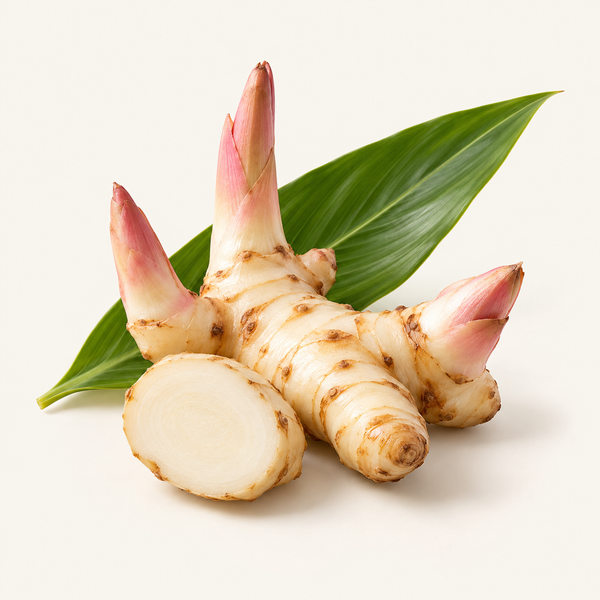 Galanga root