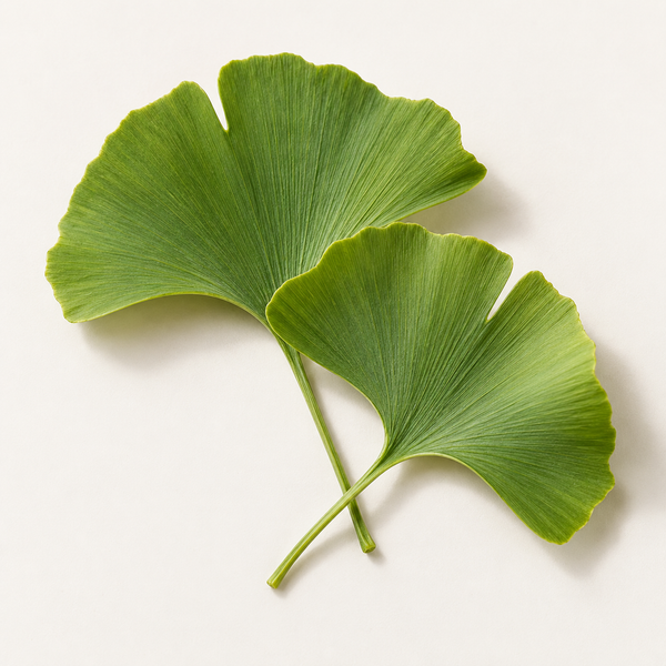 Ginkgo biloba