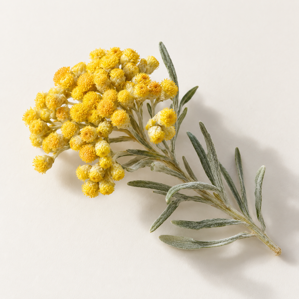 Helichrysum Stoechas (Immortelle) Extract 