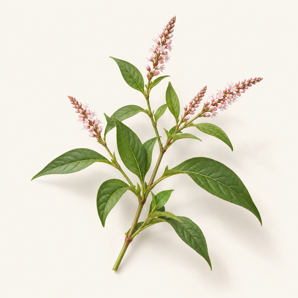 Polygonum Tinctorium Leaf/Stem Extract