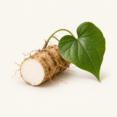 Dioscorea Japonica Root Extract