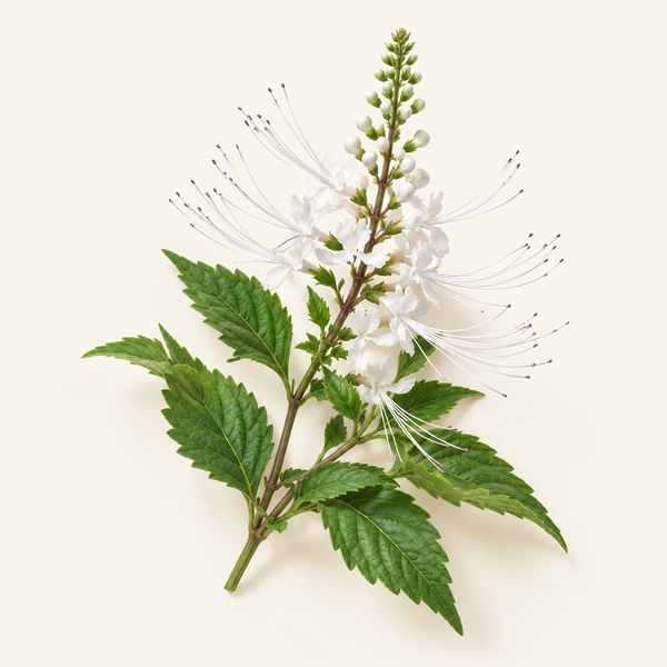 Orthosiphon Stamineus Extract (thé de Java) 