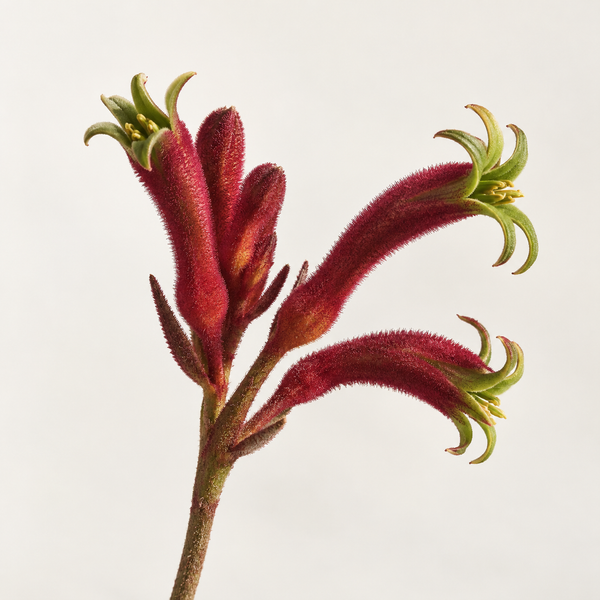 Kangaroo Paw Flower Extract