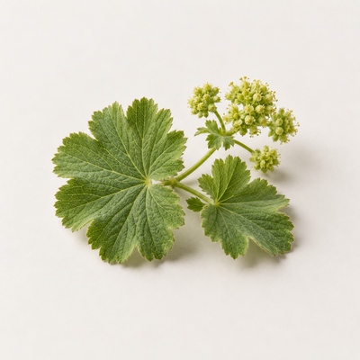 Alchemilla Vulgaris (Lady's Mantle) Extract