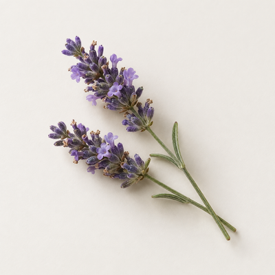Lavandula Angustifolia (Lavender) Flower Water