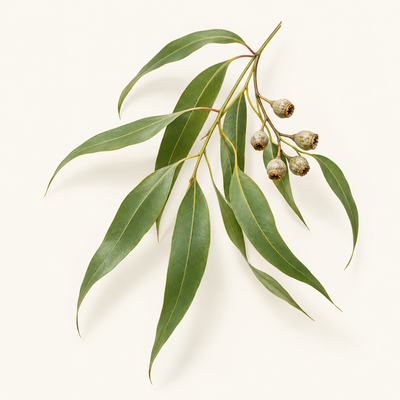 Huile d’eucalyptus citronné (30 %) 