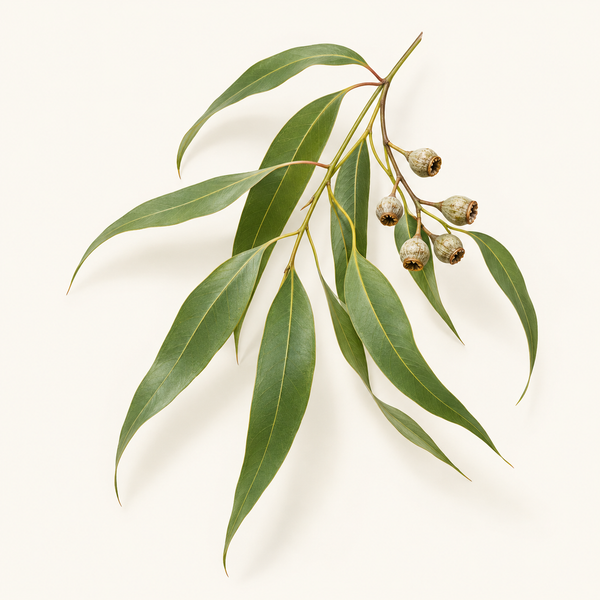 Huile d’eucalyptus citronné (30 %) 
