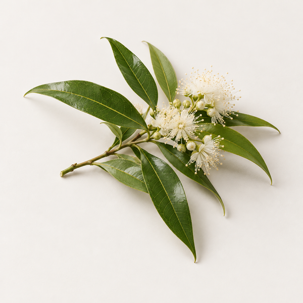 Australian lemon myrtle