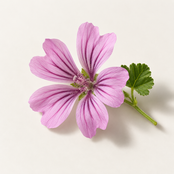 Malva Sylvestris (Mallow) Flower Extract