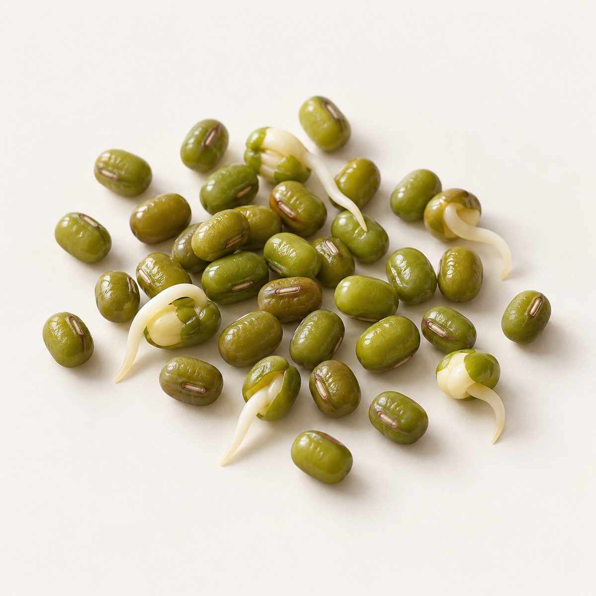 Plant Stem Cells (Mung Bean Meristem)