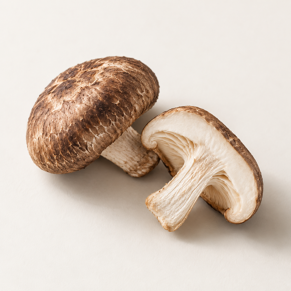 Fomes Officinalis (Mushroom) Extract