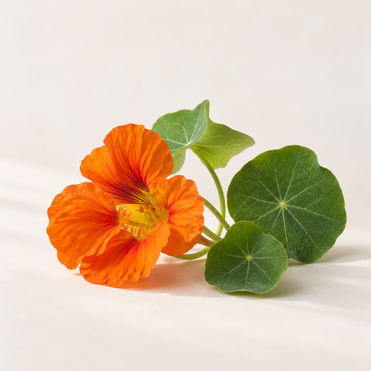 Nasturtium