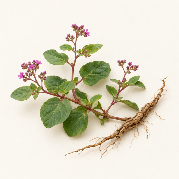 Punarnava Extract