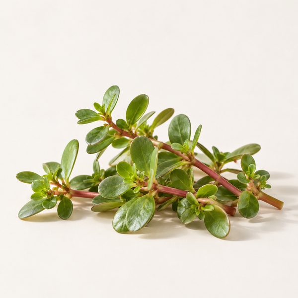Portulaca Pilosa Extract