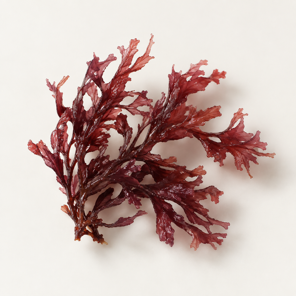 Asparagopsis Armata Extract