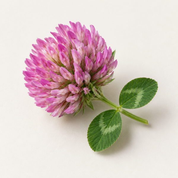 Isoflavones from Red Clover and Soy