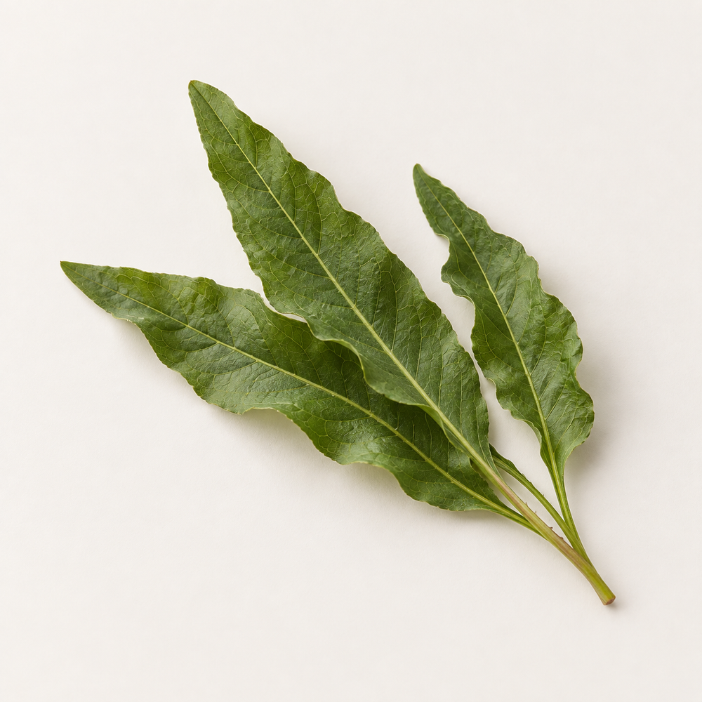 Rumex Occidentalis Extract (Tyrostat™)