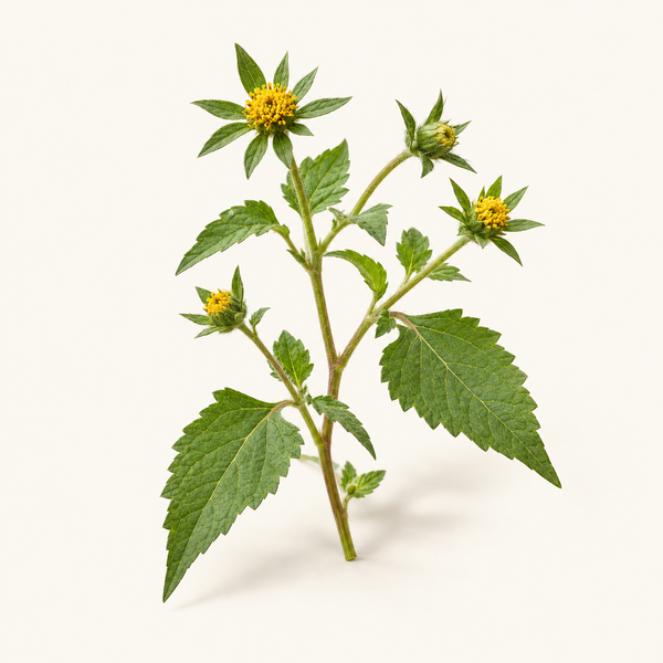 St. Paul’s Wort Extract