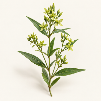 Swertia Chirata Extract