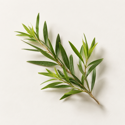 Melaleuca Alternifolia (Tea Tree) Leaf Oil