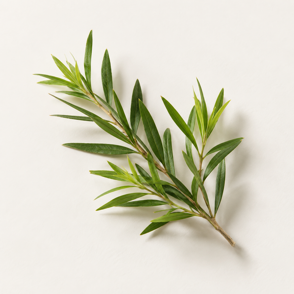 Tea Tree Leaf Oil (Meltdown Acne Oil)