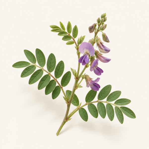 Tephrosia Purpurea Extract