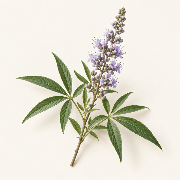 Vitex Agnus Castus Extract 