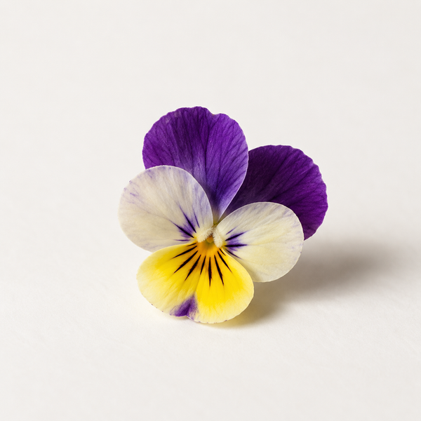 Viola Tricolor Extract & Tamarind Seed Gum