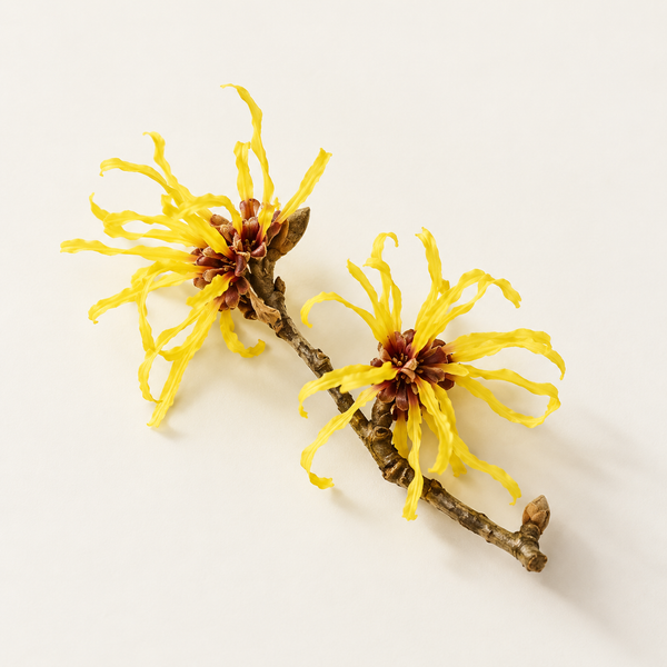 Witch Hazel Extract