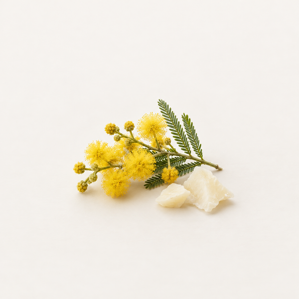 Acacia Decurrens Flower Wax