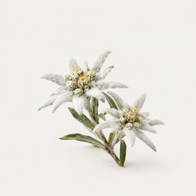 Edelweiss Extract