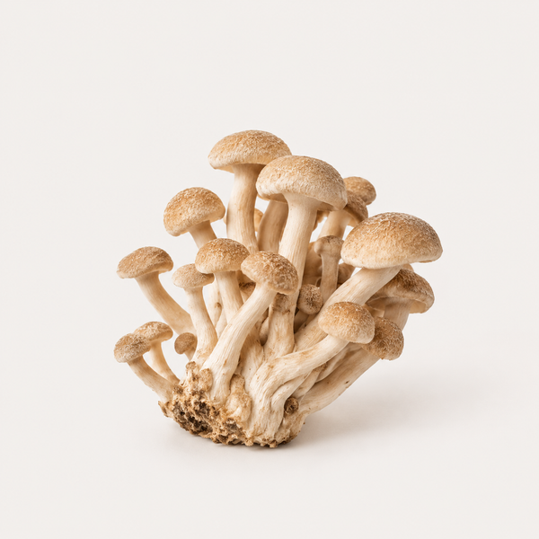 Polyporus Umbellatus (Mushroom) Extract