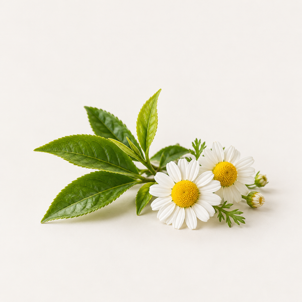 Camellia Sinensis Leaf and Chamomilla Recutita Flower Extracts