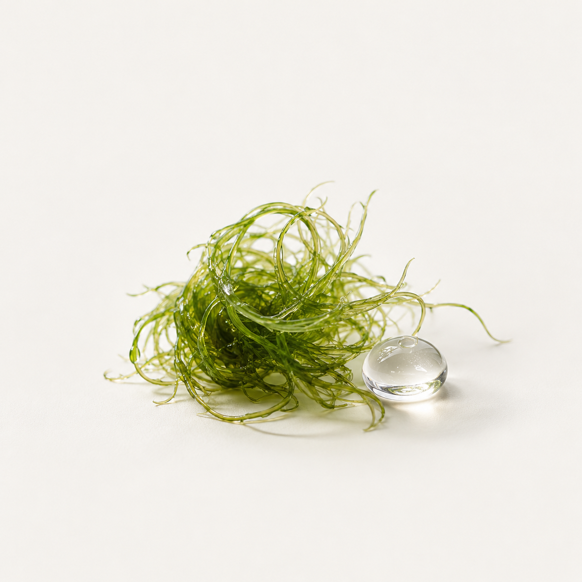 Thermal Algae
