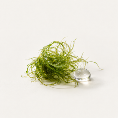 Thermal Algae
