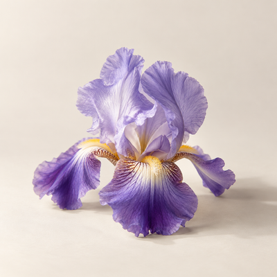 Iris Florentina Root Extract 